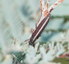 Rhinotia suturalis
