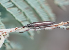 Rhinotia suturalis