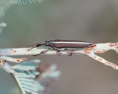 Rhinotia suturalis