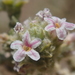 Aloysia deserticola - Photo (c) Nolan Exe, algunos derechos reservados (CC BY), subido por Nolan Exe