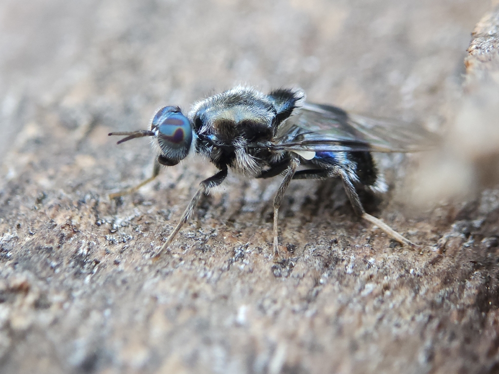 Lecomyia cyanea