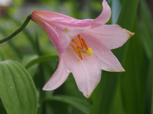 Lilium rubellum iNat (3)