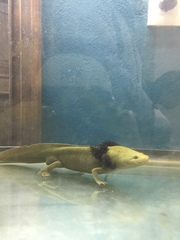 Lake Patzcuaro Salamander photo 3