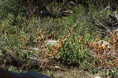 Physalis nicandroides