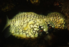 Cleidopus gloriamaris