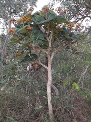 Palicourea rigida