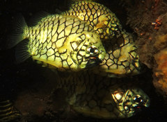 Cleidopus gloriamaris