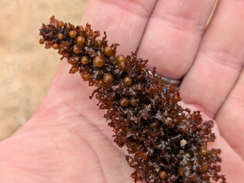 Sargassum polyphyllum observed 2025-11-08