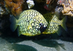 Cleidopus gloriamaris