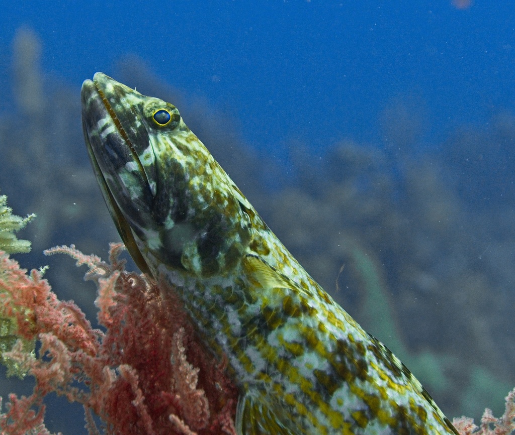 Zandduiker (Synodus intermedius) — Synodontidae