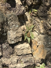 Symbrenthia lilaea formosanus