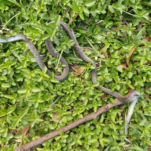 Common Tree Snake sighting