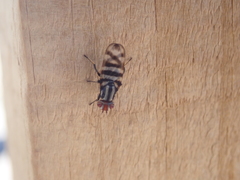 Pterotaenia