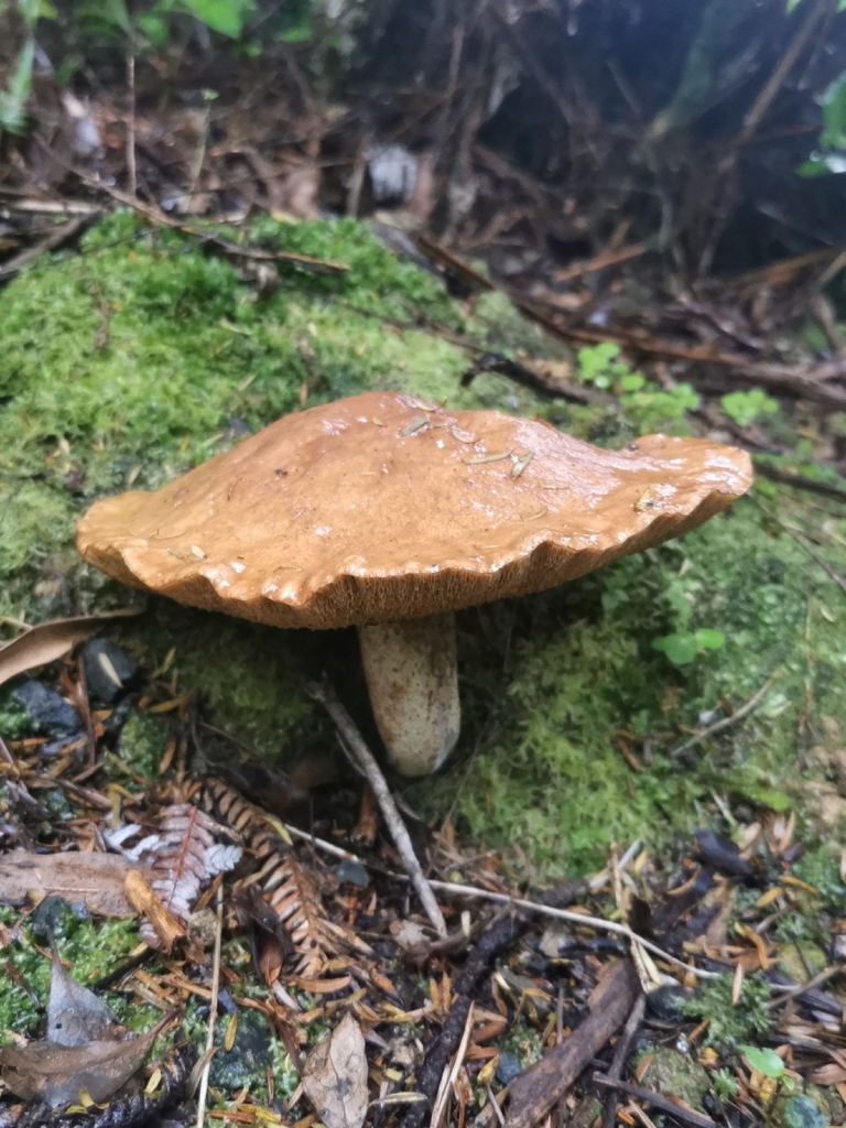 Suillus granulatus · November 2025 · photo: © kizzie1 (iNaturalist, cc0)