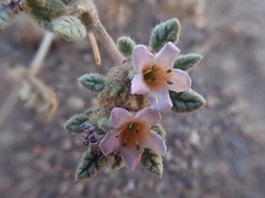 Tiquilia atacamensis