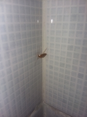 Blattoidae