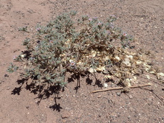 Tiquilia atacamensis