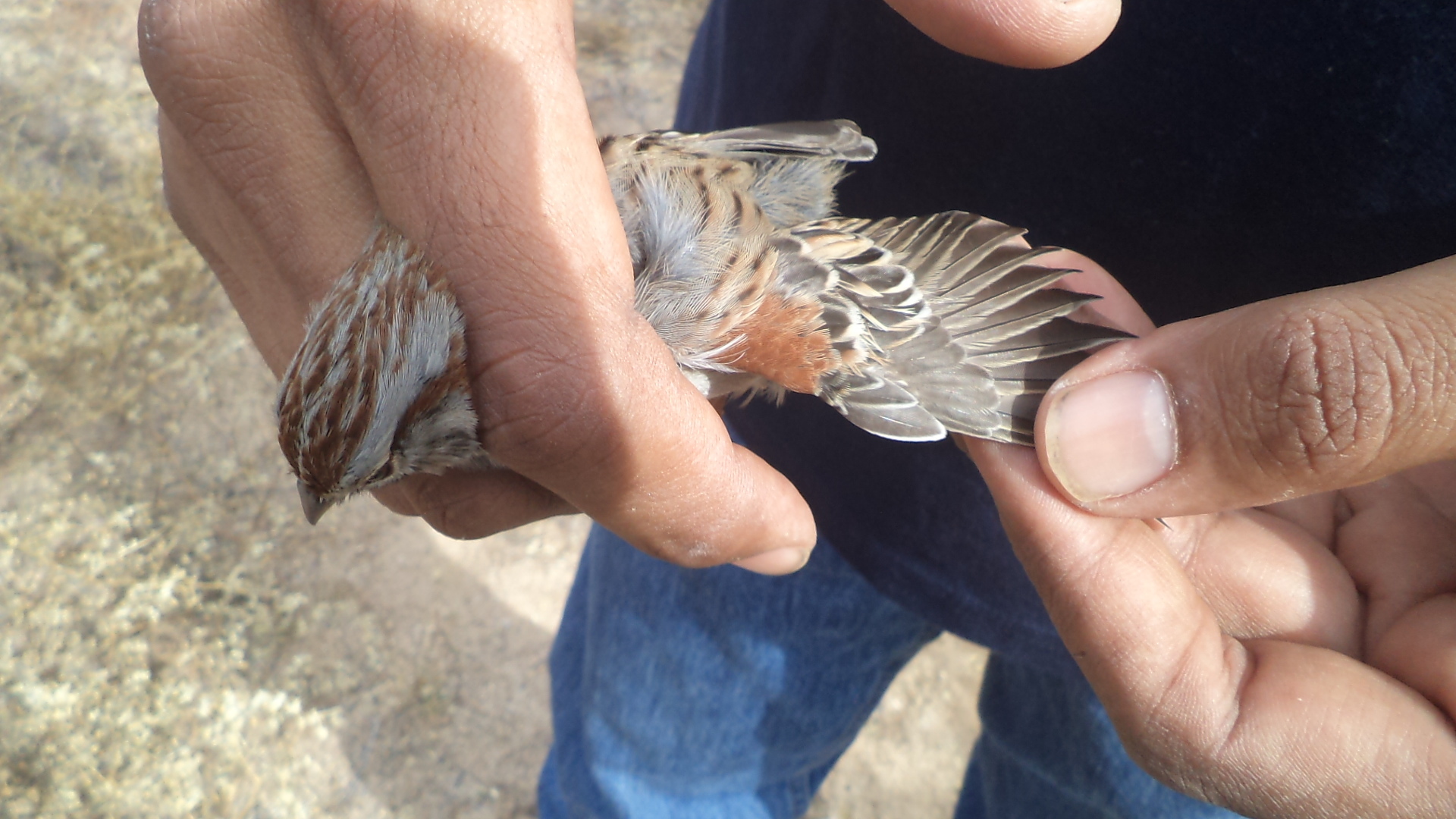 Rufous-winged Sparrow (Peucaea carpalis)