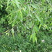 Peachleaf Willow - Photo (c) Owen Clarkin, some rights reserved (CC BY-NC), uploaded by Owen Clarkin