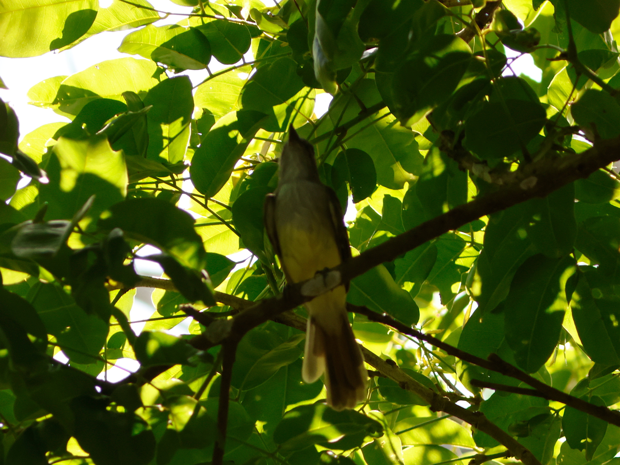 Stolid Flycatcher (Myiarchus stolidus), photo 8