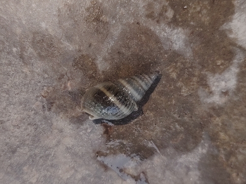 Nassarius livescens observed 2025-11-08