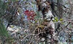 Tillandsia gymnobotrya