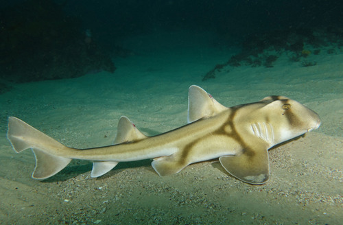 Port Jackson Shark, photo 5 of 10