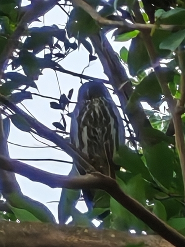 View observation of {o.common_name} on iNaturalist