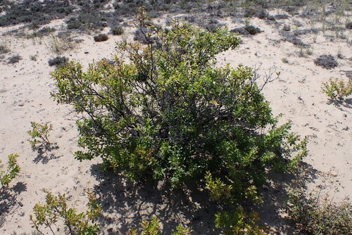 Beach Plum (Prunus maritima)