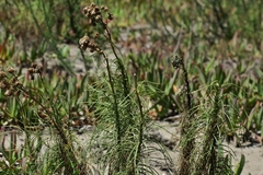 Senecio linifolius