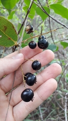 Myrcia tomentosa
