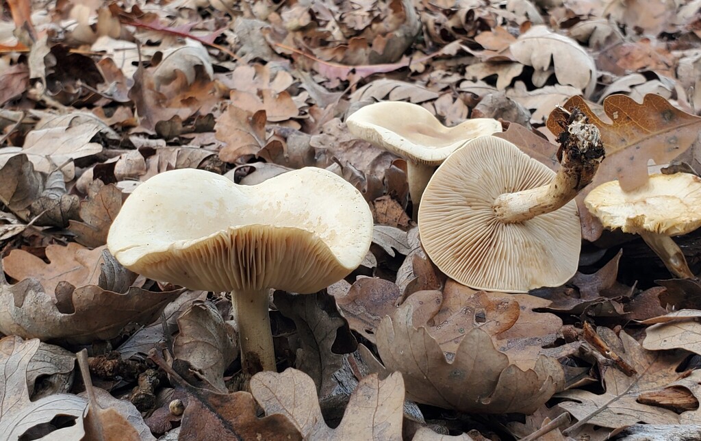 Hebeloma crustuliniforme · November 2025 · photo: © arlenedevitt (iNaturalist, cc-by)