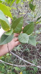 Myrcia tomentosa