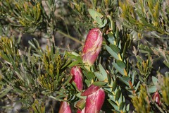 Pimelea physodes, photograph (c) Rod Lowther, some rights reserved (CC BY)