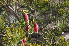 Pimelea physodes, photograph (c) Rod Lowther, some rights reserved (CC BY)