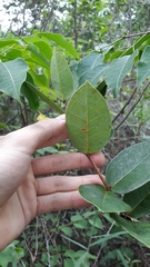Myrcia tomentosa