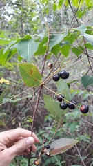 Myrcia tomentosa