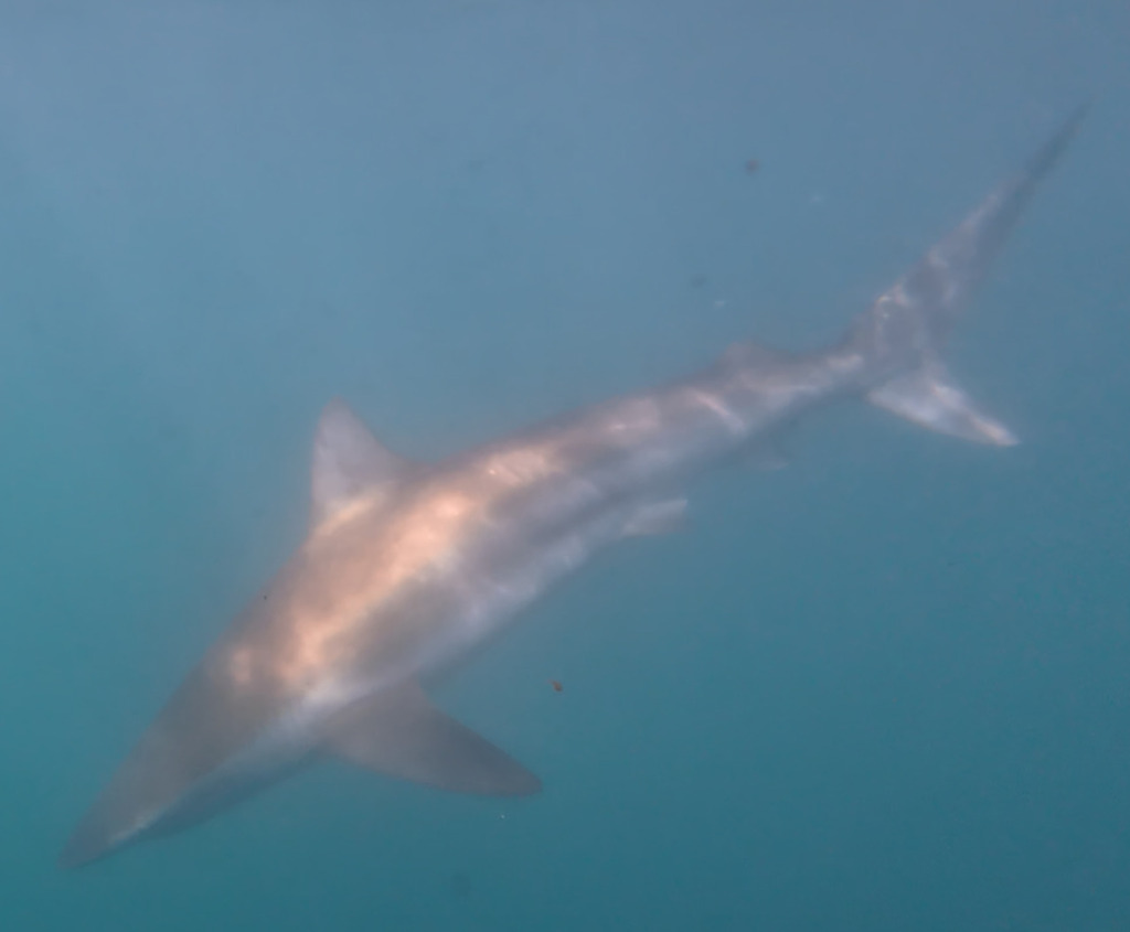 Bronze whaler shark swimming in green-blue water