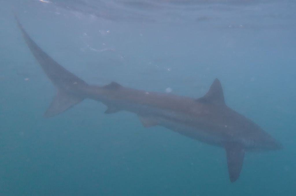 Bronze whaler shark cruising underwater