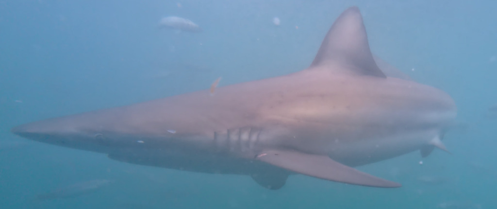 Bronze whaler shark in profile in open water