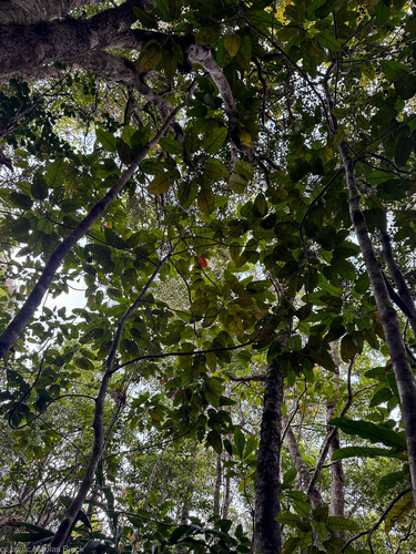 Macaranga alchorneoides observed 2025-11-07