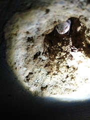 Myotis austroriparius