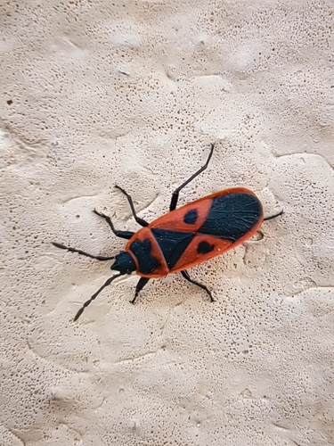 Mediterranean red bug