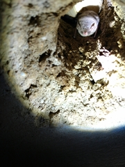 Myotis austroriparius