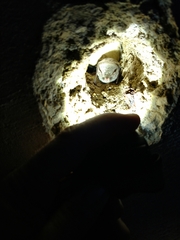 Myotis austroriparius