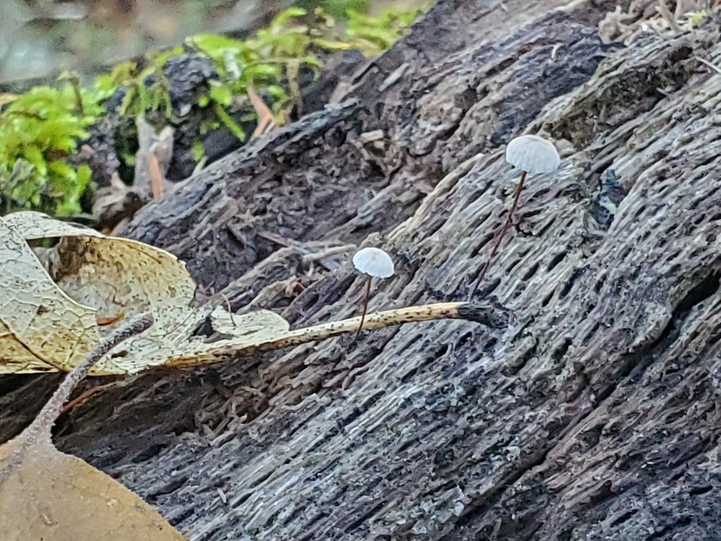 Collybiopsis quercophila · November 2025 · photo: © arlenedevitt (iNaturalist, cc-by)