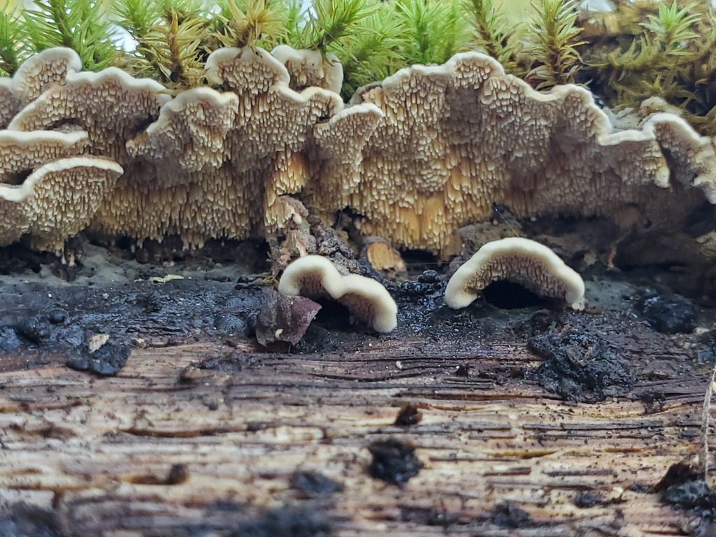 Steccherinum bourdotii · November 2025 · photo: © arlenedevitt (iNaturalist, cc-by)