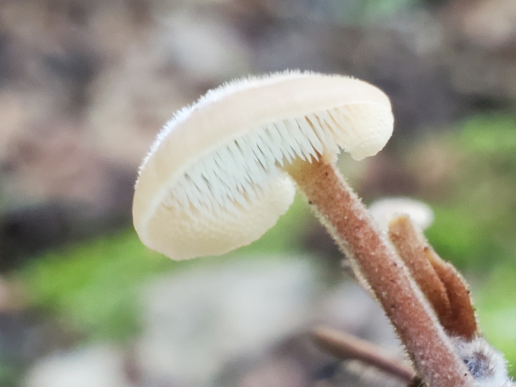 Auriscalpium vulgare · November 2025 · photo: © arlenedevitt (iNaturalist, cc-by)