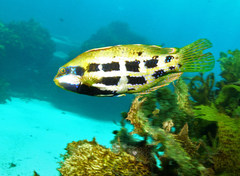 Heteroscarus acroptilus