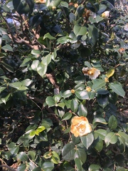 Magnoliopsida